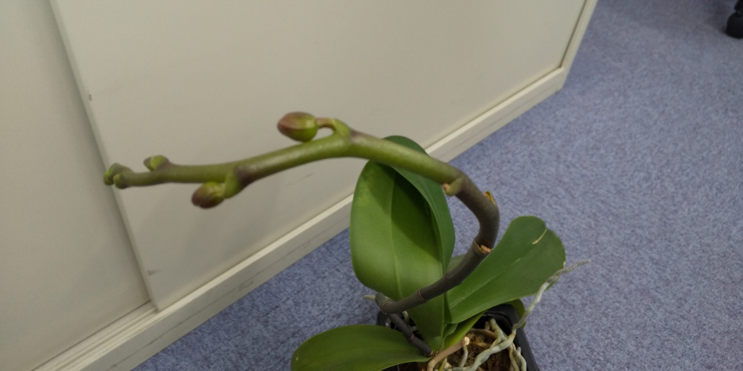 三年目の胡蝶蘭です 今年も花芽がきました Miyabi備忘録